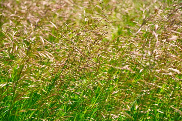 浅浅的田野 草地上的草 通常由矮小的植物组成的植被 叶长而窄 野生或种植在草坪和牧场上 — 图库照片