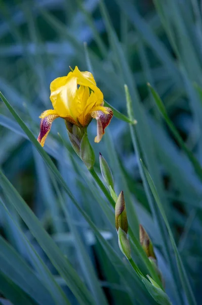 Iris Merecidamente Popular Tem Pétalas Delicadas Flores Levemente Perfumadas Com — Fotografia de Stock