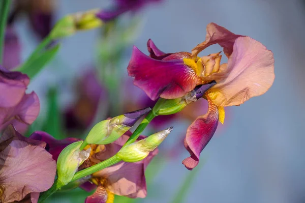 Iris Désireusement Populaire Des Pétales Délicats Des Fleurs Légèrement Parfumées — Photo