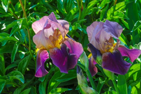 Iris Merecidamente Popular Tiene Pétalos Delicados Flores Ligeramente Fragantes Con —  Fotos de Stock