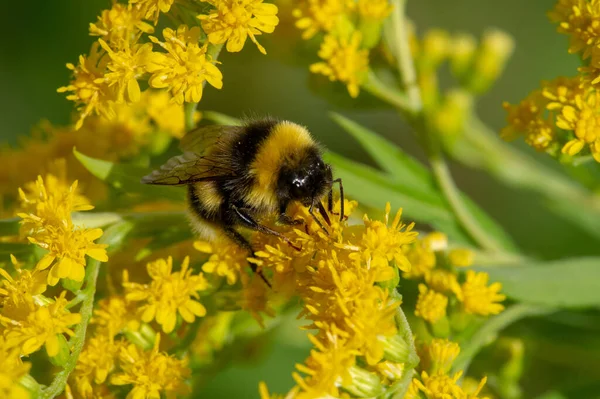 Solidago Comumente Chamado Goldenrod Maioria Deles São Espécies Perenes Herbáceas — Fotografia de Stock