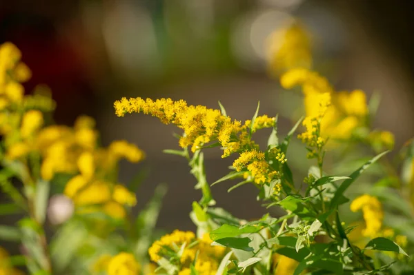 Solidago Powszechnie Nazywane Goldenrod Większość Nich Ziołowe Wieloletnie Gatunki Występujące — Zdjęcie stockowe