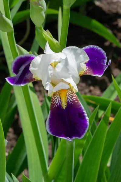 Iris Merecidamente Popular Tiene Pétalos Delicados Flores Ligeramente Fragantes Con —  Fotos de Stock