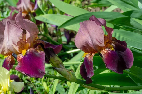 Iris Merecidamente Popular Tiene Pétalos Delicados Flores Ligeramente Fragantes Con —  Fotos de Stock