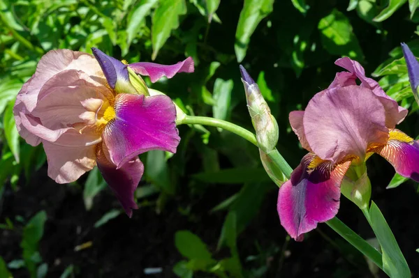 Iris Merecidamente Popular Tiene Pétalos Delicados Flores Ligeramente Fragantes Con —  Fotos de Stock