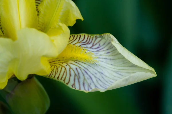 アイリス人気がある それは繊細な花びらを持っています 5月と6月に壮大な皿状の花びらと灰色の緑の葉のファン剣の形をした香りの良い花 — ストック写真