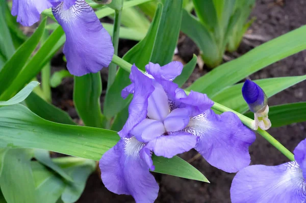 爱丽斯非常受欢迎 它有娇嫩的花瓣 五月和六月的花瓣稍带香味 花纹斑斑 剑形叶扇呈灰绿色 — 图库照片