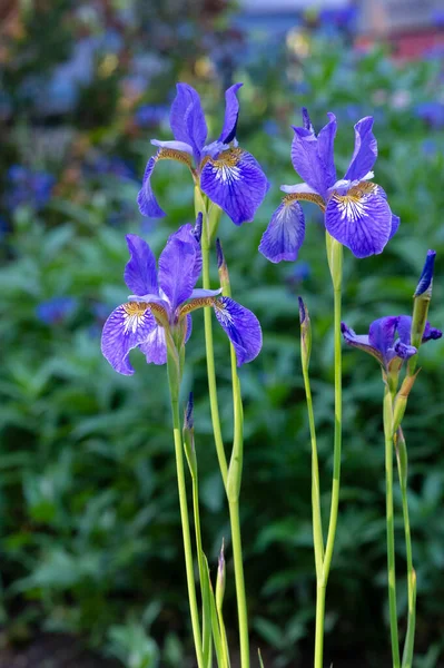 Iris Merecidamente Popular Tem Pétalas Delicadas Flores Levemente Perfumadas Com — Fotografia de Stock