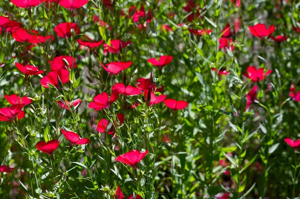 Linum Grandiflorum Lin Rouge Lin Écarlate Framboise Vient Algérie Grandiflorum — Photo