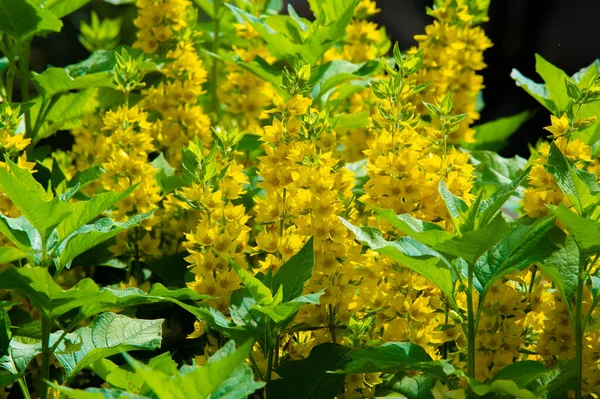 Lysimachia Muitas Vezes Têm Flores Amarelas Crescem Vigorosamente Clã Recebeu — Fotografia de Stock