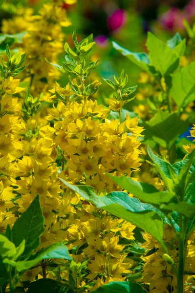 Lysimachia often have yellow flowers and grow vigorously. The clan is named after Lysimachus, the king of ancient Sicily who is said to have reassured the mad bull by feeding him a member of the clan