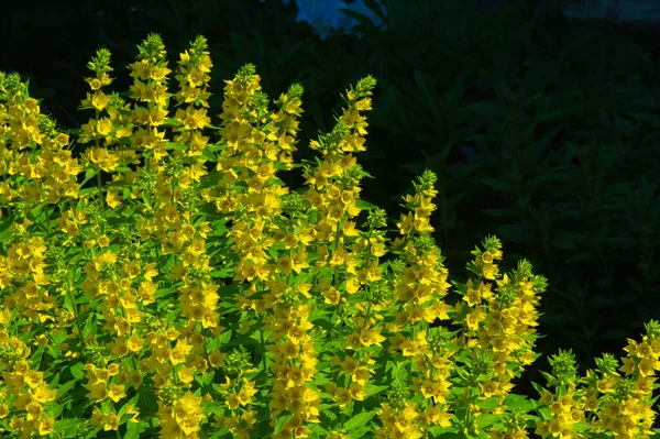 Lysimachia Hebben Vaak Gele Bloemen Groeien Krachtig Clan Vernoemd Naar — Stockfoto