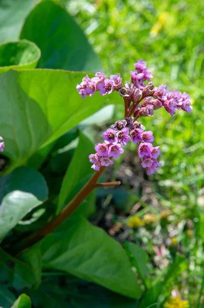 Bergenia (saxophone with elephant ears) is a genus of ten species of flowering plants of the Saxifragaceae family that grow in Central Asia, from Afghanistan to China and the Himalayan region.