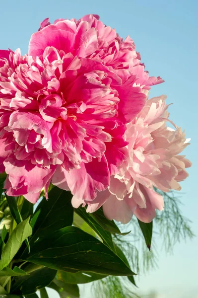 Peony Paeony Come Asia Europe Western North America One Most — Stock Photo, Image