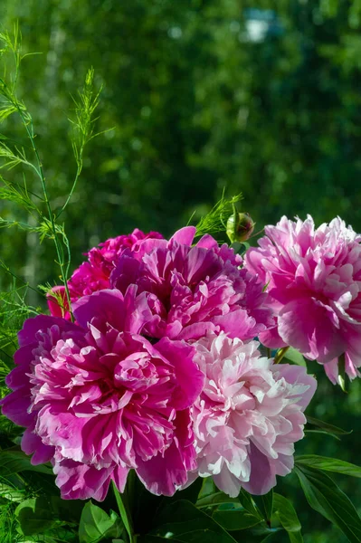 Peony Paeony Come Asia Europe Western North America One Most — Stock Photo, Image