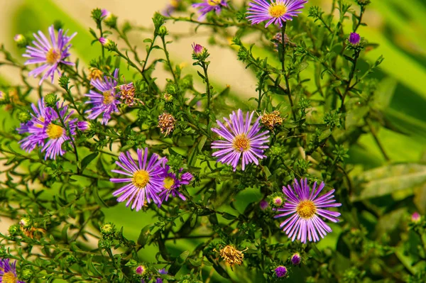 Felicia Amelloides Blue Daisy Bush Blue Felicia Usually Perennial Evergreen — Stock Photo, Image