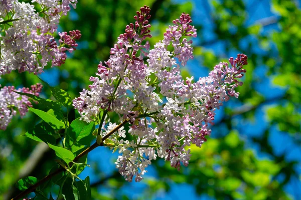 ユーラシアの低木やオリーブ科の小さな木で 芳香のある紫色 ピンク または白の花を咲かせ 観賞用として広く栽培されています — ストック写真