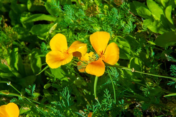 Eschscholzia Γένος Πήρε Όνομά Του Από Τον Ρώσο Βοτανολόγο Johann — Φωτογραφία Αρχείου