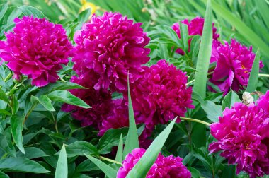 Şakayık ya da şakayık. Asya 'dan, Avrupa' dan ve Kuzey Amerika 'dan geliyorlar. Onlar ılıman bölgelerdeki en popüler bahçe bitkilerindendir. Onlar da büyük ölçekte kesilmiş çiçek olarak satılırlar.,