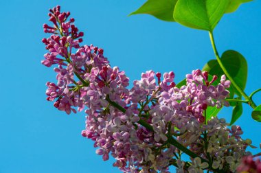 Leylak ya da zeytin ailesinin menekşe, pembe ya da beyaz çiçekleri olan küçük bir zeytin ağacı ve yaygın olarak bir süs olarak yetiştirilir..