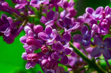 Leylak ya da zeytin ailesinin menekşe, pembe ya da beyaz çiçekleri olan küçük bir zeytin ağacı ve yaygın olarak bir süs olarak yetiştirilir..