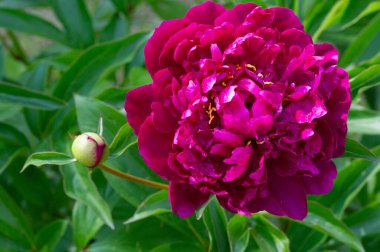 Şakayık ya da şakayık. Asya 'dan, Avrupa' dan ve Kuzey Amerika 'dan geliyorlar. Onlar ılıman bölgelerdeki en popüler bahçe bitkilerindendir. Onlar da büyük ölçekte kesilmiş çiçek olarak satılırlar.,