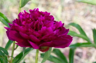 Şakayık ya da şakayık. Asya 'dan, Avrupa' dan ve Kuzey Amerika 'dan geliyorlar. Onlar ılıman bölgelerdeki en popüler bahçe bitkilerindendir. Onlar da büyük ölçekte kesilmiş çiçek olarak satılırlar.,