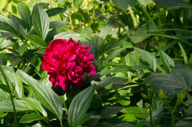 Şakayık ya da şakayık. Asya 'dan, Avrupa' dan ve Kuzey Amerika 'dan geliyorlar. Onlar ılıman bölgelerdeki en popüler bahçe bitkilerindendir. Onlar da büyük ölçekte kesilmiş çiçek olarak satılırlar.,