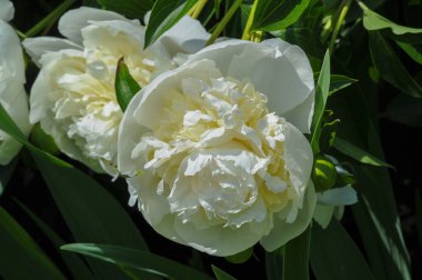 Şakayık ya da şakayık. Asya 'dan, Avrupa' dan ve Kuzey Amerika 'dan geliyorlar. Onlar ılıman bölgelerdeki en popüler bahçe bitkilerindendir. Onlar da büyük ölçekte kesilmiş çiçek olarak satılırlar.,