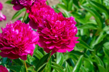 Şakayık ya da şakayık. Asya 'dan, Avrupa' dan ve Kuzey Amerika 'dan geliyorlar. Onlar ılıman bölgelerdeki en popüler bahçe bitkilerindendir. Onlar da büyük ölçekte kesilmiş çiçek olarak satılırlar.,