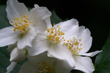 Yasemin, Eski Dünya 'dan kalma bir çalı ya da parfüm ya da çayda kullanılan güzel kokulu çiçekleri olan bir tırmanma bitkisi. Dekoratif olarak popüler. Zeytin familyasından bir çalılık ve asma cinsidir.