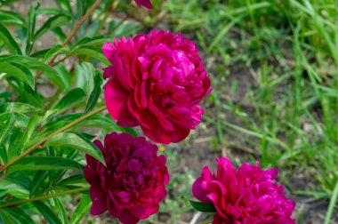 Şakayık ya da şakayık. Asya 'dan, Avrupa' dan ve Kuzey Amerika 'dan geliyorlar. Onlar ılıman bölgelerdeki en popüler bahçe bitkilerindendir. Onlar da büyük ölçekte kesilmiş çiçek olarak satılırlar.,