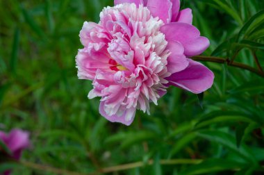 Şakayık ya da şakayık. Asya 'dan, Avrupa' dan ve Kuzey Amerika 'dan geliyorlar. Onlar ılıman bölgelerdeki en popüler bahçe bitkilerindendir. Onlar da büyük ölçekte kesilmiş çiçek olarak satılırlar.,