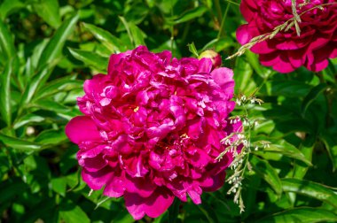 Şakayık ya da şakayık. Asya 'dan, Avrupa' dan ve Kuzey Amerika 'dan geliyorlar. Onlar ılıman bölgelerdeki en popüler bahçe bitkilerindendir. Onlar da büyük ölçekte kesilmiş çiçek olarak satılırlar.,