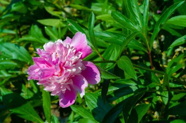 Şakayık ya da şakayık. Asya 'dan, Avrupa' dan ve Kuzey Amerika 'dan geliyorlar. Onlar ılıman bölgelerdeki en popüler bahçe bitkilerindendir. Onlar da büyük ölçekte kesilmiş çiçek olarak satılırlar.,