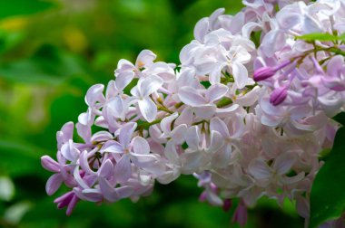 Şırınga leylağı, Oleaceae familyasından Güneydoğu Avrupa 'dan Doğu Asya' ya kadar uzanan ormanlarda ve çalılıklarda yetişen ve başka yerlerde ılıman bölgelerde yaygın olarak yetiştirilen bir çiçek ağacıdır.