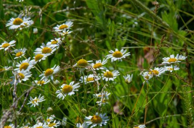Matricaria chamomilla, Latince 'de, matrisin değerlerinden biri uterustur; Matricaria chamomilla yaygın olarak regl öncesi sendrom gibi jinekolojik hastalıkların tedavisinde kullanılır..