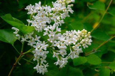 Şırınga leylağı, Oleaceae familyasından Güneydoğu Avrupa 'dan Doğu Asya' ya kadar uzanan ormanlarda ve çalılıklarda yetişen ve başka yerlerde ılıman bölgelerde yaygın olarak yetiştirilen bir çiçek ağacıdır.