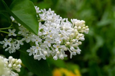 Şırınga leylağı, Oleaceae familyasından Güneydoğu Avrupa 'dan Doğu Asya' ya kadar uzanan ormanlarda ve çalılıklarda yetişen ve başka yerlerde ılıman bölgelerde yaygın olarak yetiştirilen bir çiçek ağacıdır.