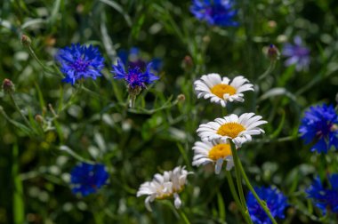 Matricaria chamomilla, Latince 'de, matrisin değerlerinden biri uterustur; Matricaria chamomilla yaygın olarak regl öncesi sendrom gibi jinekolojik hastalıkların tedavisinde kullanılır..