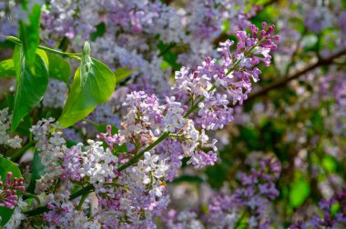 Şırınga leylağı, Oleaceae familyasından Güneydoğu Avrupa 'dan Doğu Asya' ya kadar uzanan ormanlarda ve çalılıklarda yetişen ve başka yerlerde ılıman bölgelerde yaygın olarak yetiştirilen bir çiçek ağacıdır.
