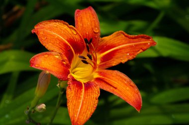 Lilium lancifolium - Çin, Japonya, Kore ve Rusya 'nın uzak doğusunda yetişiyor. Kuzey Amerika 'nın doğusunda pek çok dağınık yerde vatandaşlığa getirilen turuncu-siyah çiçeklerden oluşan süs bitkisi.