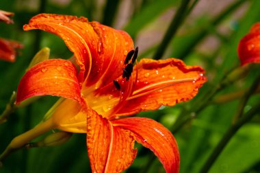 Lilium lancifolium - Çin, Japonya, Kore ve Rusya 'nın uzak doğusunda yetişiyor. Kuzey Amerika 'nın doğusunda pek çok dağınık yerde vatandaşlığa getirilen turuncu-siyah çiçeklerden oluşan süs bitkisi.