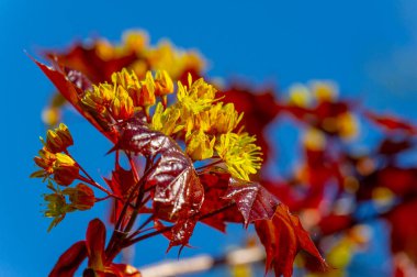 Akçaağaç çiçekleri yeşil, sarı, turuncu veya kırmızıdır. Bazı akçaağaçlar arılar için ilkbaharın başlarında polen ve nektar kaynağıdır..