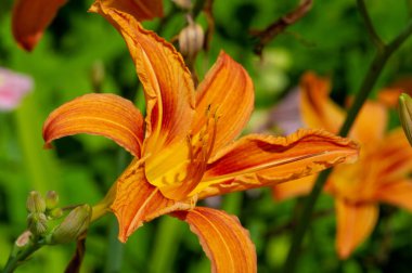 Lilium lancifolium - Çin, Japonya, Kore ve Rusya 'nın uzak doğusunda yetişiyor. Kuzey Amerika 'nın doğusunda pek çok dağınık yerde vatandaşlığa getirilen turuncu-siyah çiçeklerden oluşan süs bitkisi.