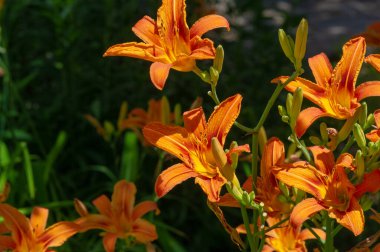 Lilium lancifolium - Çin, Japonya, Kore ve Rusya 'nın uzak doğusunda yetişiyor. Kuzey Amerika 'nın doğusunda pek çok dağınık yerde vatandaşlığa getirilen turuncu-siyah çiçeklerden oluşan süs bitkisi.