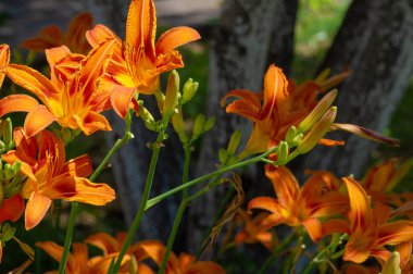 Lilium lancifolium - Çin, Japonya, Kore ve Rusya 'nın uzak doğusunda yetişiyor. Kuzey Amerika 'nın doğusunda pek çok dağınık yerde vatandaşlığa getirilen turuncu-siyah çiçeklerden oluşan süs bitkisi.