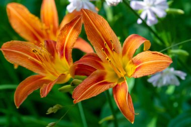 Lilium lancifolium - Çin, Japonya, Kore ve Rusya 'nın uzak doğusunda yetişiyor. Kuzey Amerika 'nın doğusunda pek çok dağınık yerde vatandaşlığa getirilen turuncu-siyah çiçeklerden oluşan süs bitkisi.