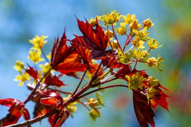 Akçaağaç çiçekleri yeşil, sarı, turuncu veya kırmızıdır. Bazı akçaağaçlar arılar için ilkbaharın başlarında polen ve nektar kaynağıdır..