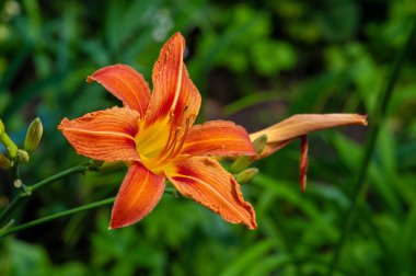 Lilium lancifolium - Çin, Japonya, Kore ve Rusya 'nın uzak doğusunda yetişiyor. Kuzey Amerika 'nın doğusunda pek çok dağınık yerde vatandaşlığa getirilen turuncu-siyah çiçeklerden oluşan süs bitkisi.